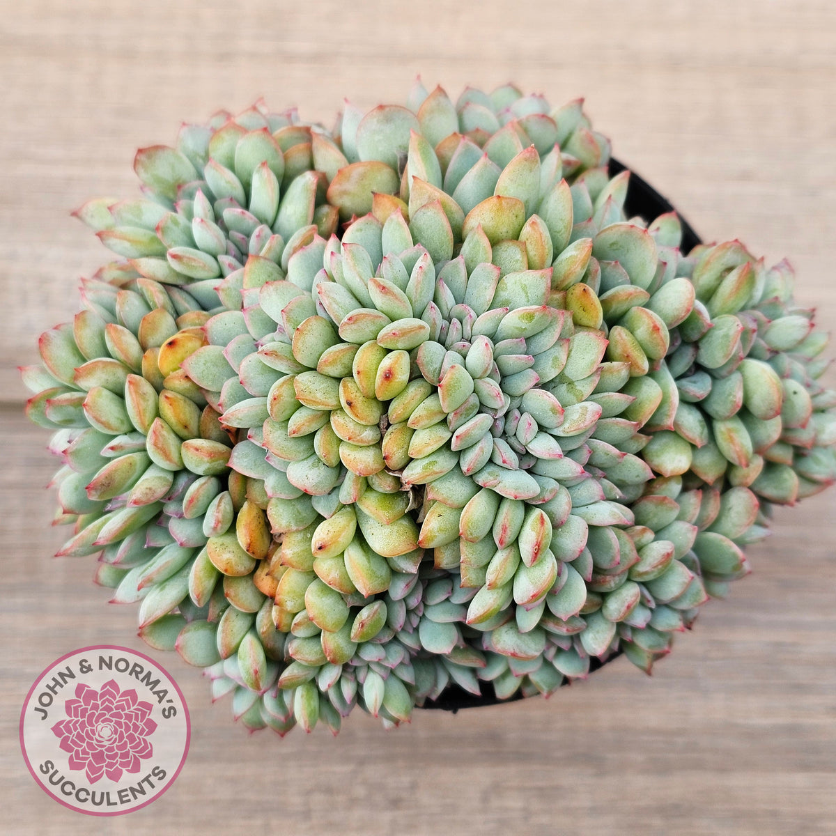 Echeveria 'Pink Edge' Crest