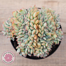 Load image into Gallery viewer, Echeveria &#39;Pink Edge&#39; Crest
