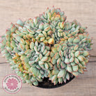 Echeveria 'Pink Edge' Crest