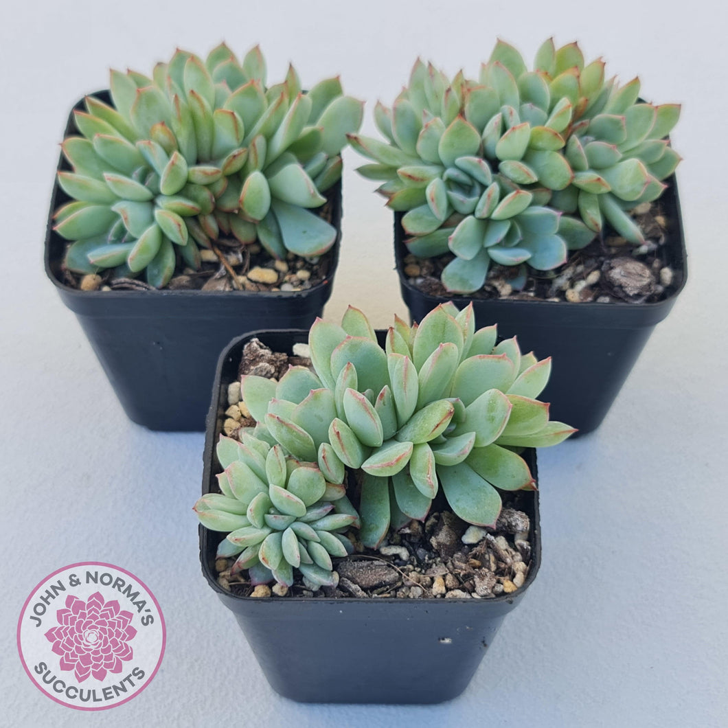 Echeveria 'Pink Edge' Crest - John & Norma's Succulents Australia