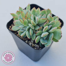 Load image into Gallery viewer, Echeveria &#39;Pink Edge&#39; Crest - John &amp; Norma&#39;s Succulents Australia
