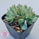 Echeveria 'Pink Edge' Crest