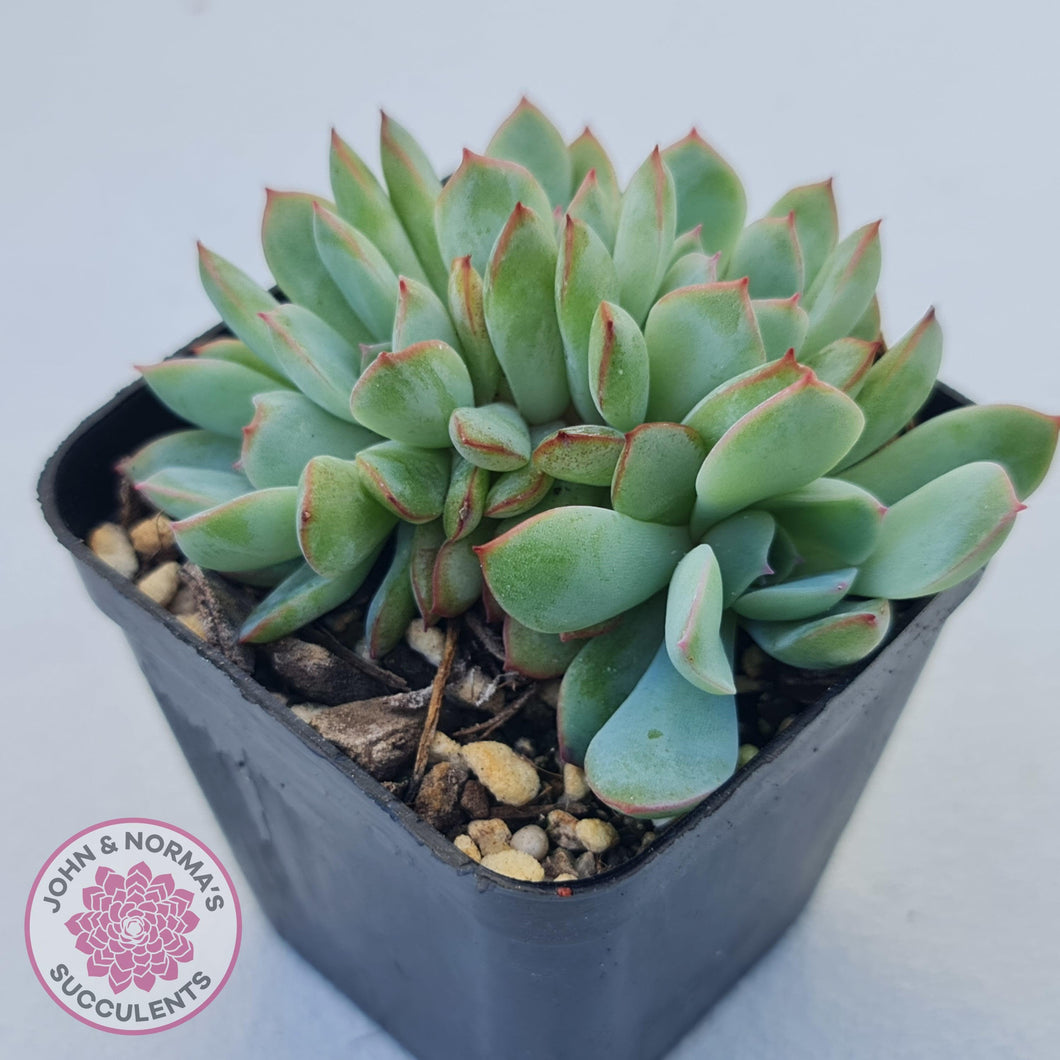 Echeveria 'Pink Edge' Crest - John & Norma's Succulents Australia