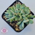 Echeveria 'Pink Edge' Crest