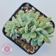 Load image into Gallery viewer, Echeveria &#39;Pink Edge&#39; Crest - John &amp; Norma&#39;s Succulents Australia
