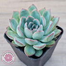 Echeveria 'Pink Edge'