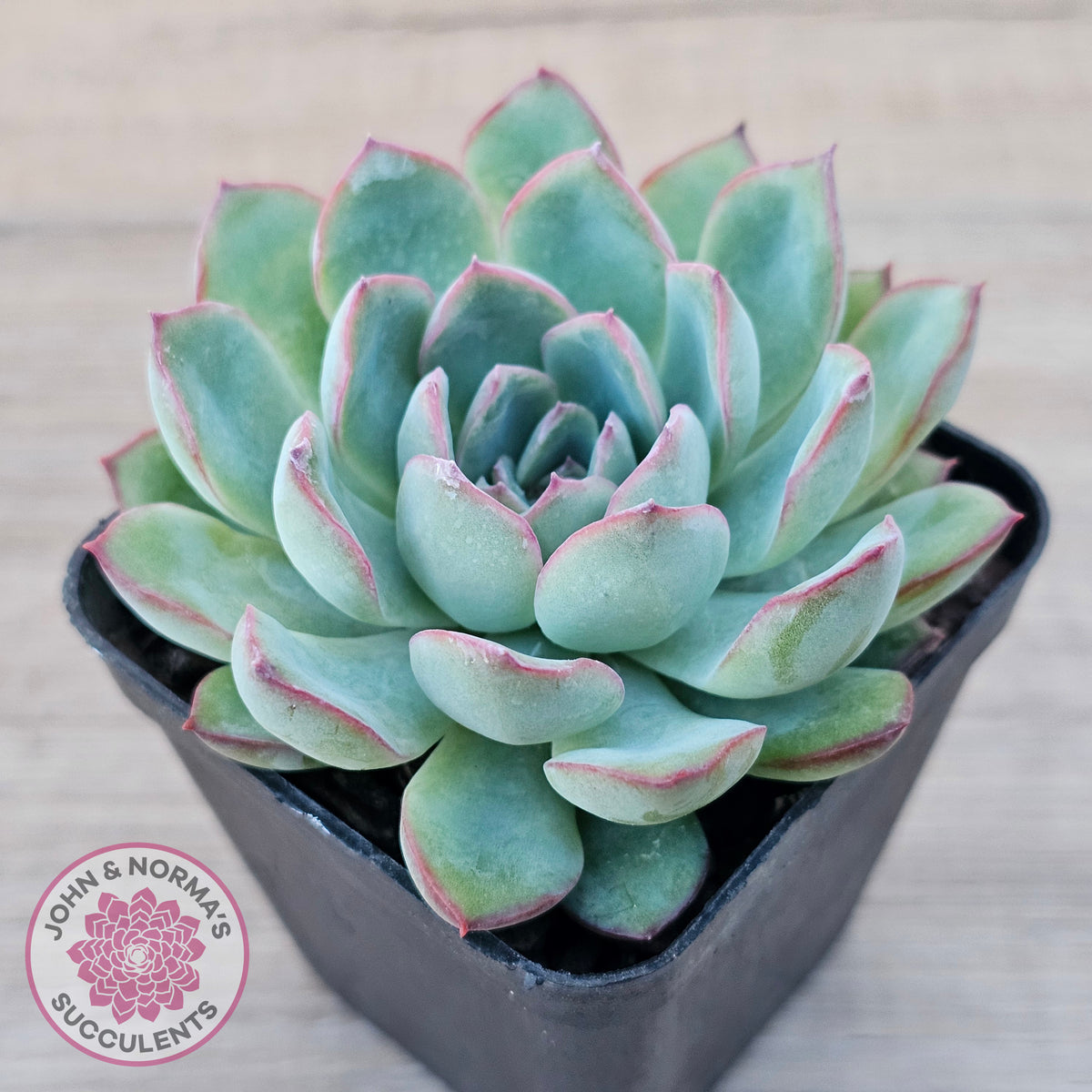 Echeveria 'Pink Edge'