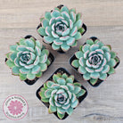 Echeveria 'Pink Edge'