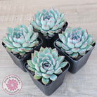 Echeveria 'Pink Edge'