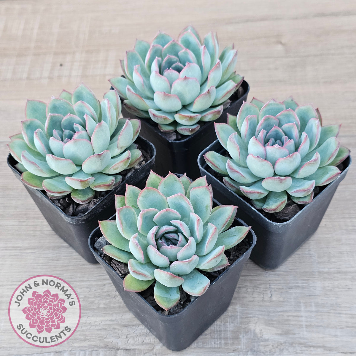 Echeveria 'Pink Edge'
