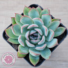 Echeveria 'Pink Edge'