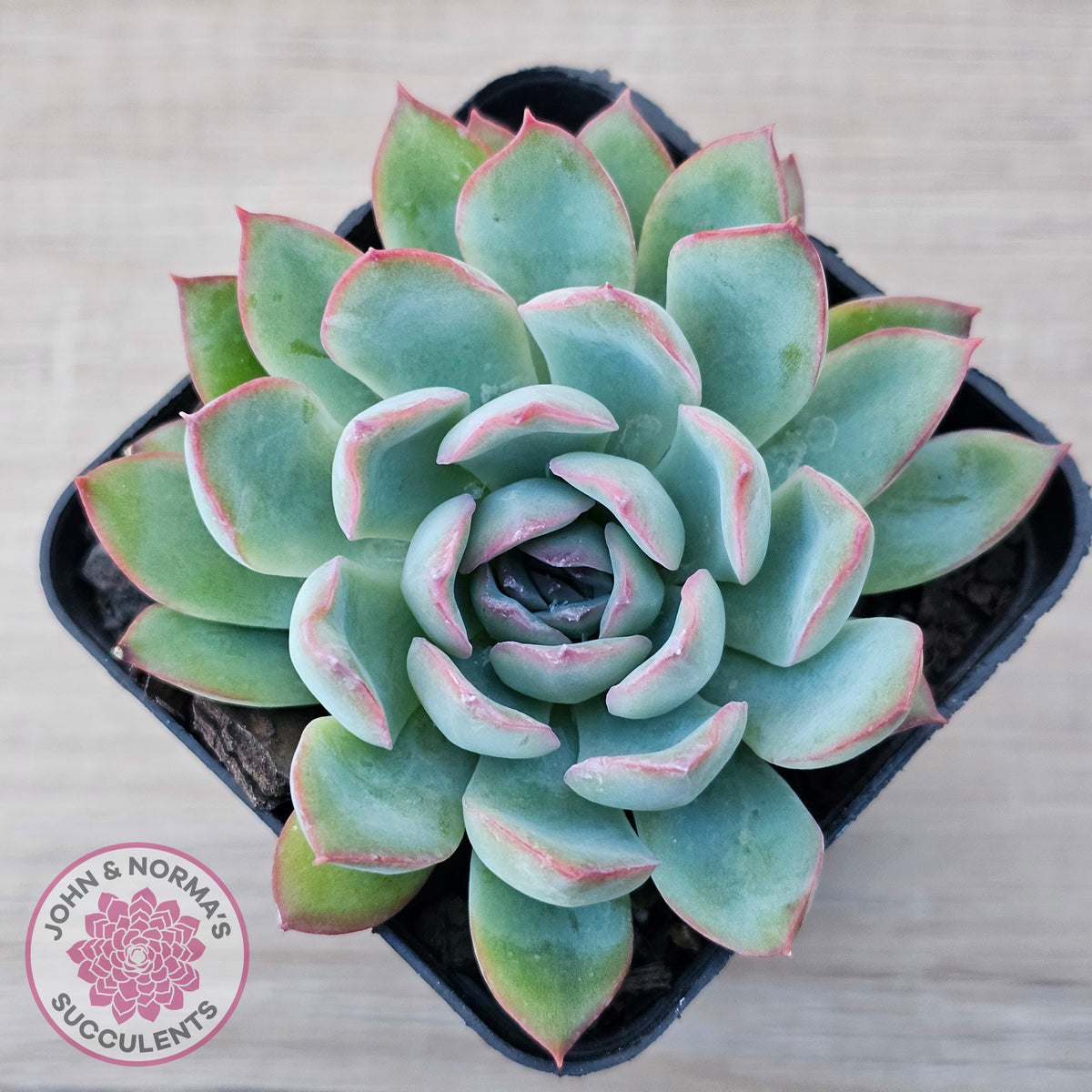 Echeveria 'Pink Edge'