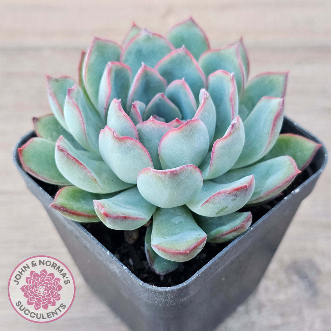green succulent with pink edges Buy Echeveria 'Pink Edge' Australia