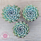 Echeveria 'Pink Edge' - 100mm Large