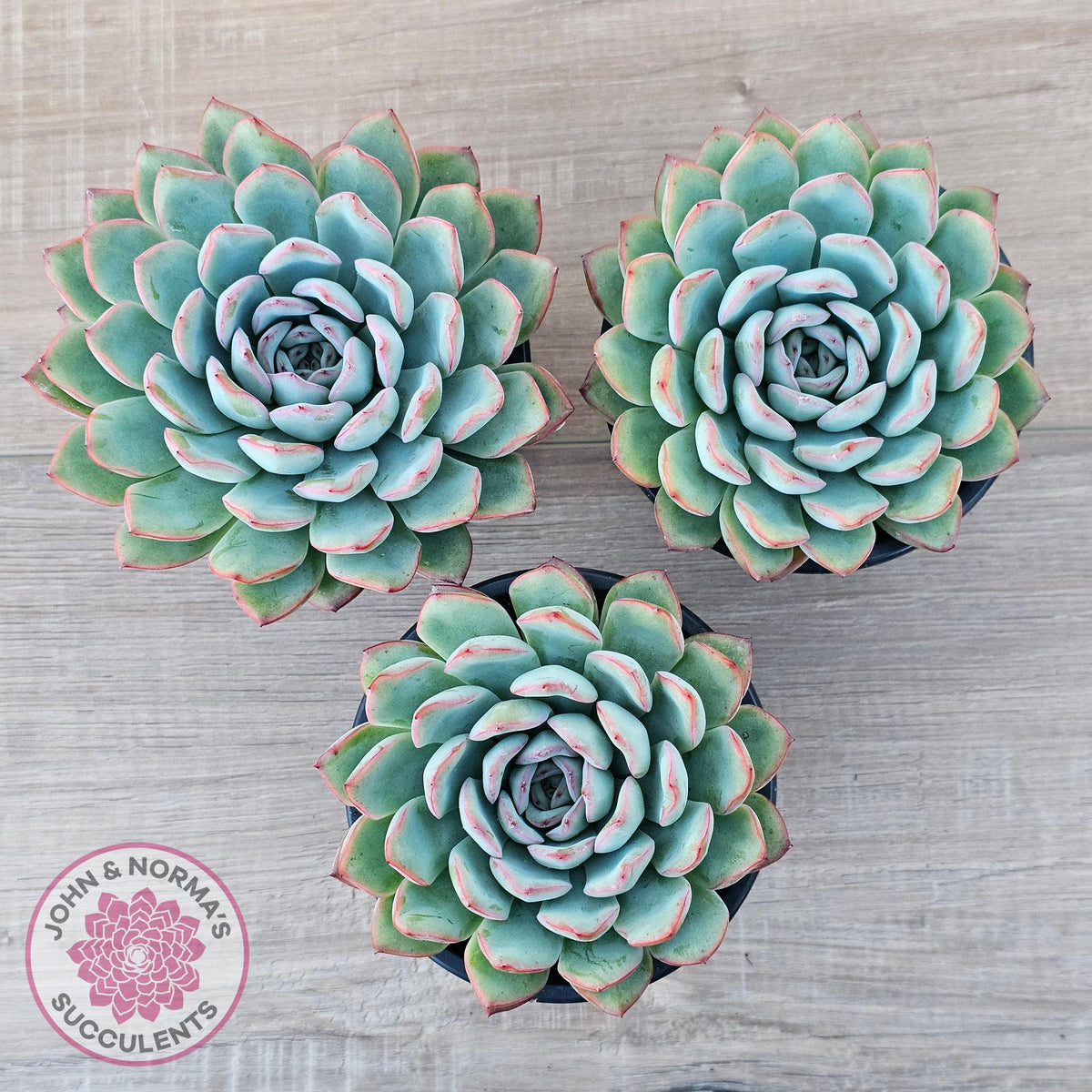 Echeveria 'Pink Edge' - 100mm Large