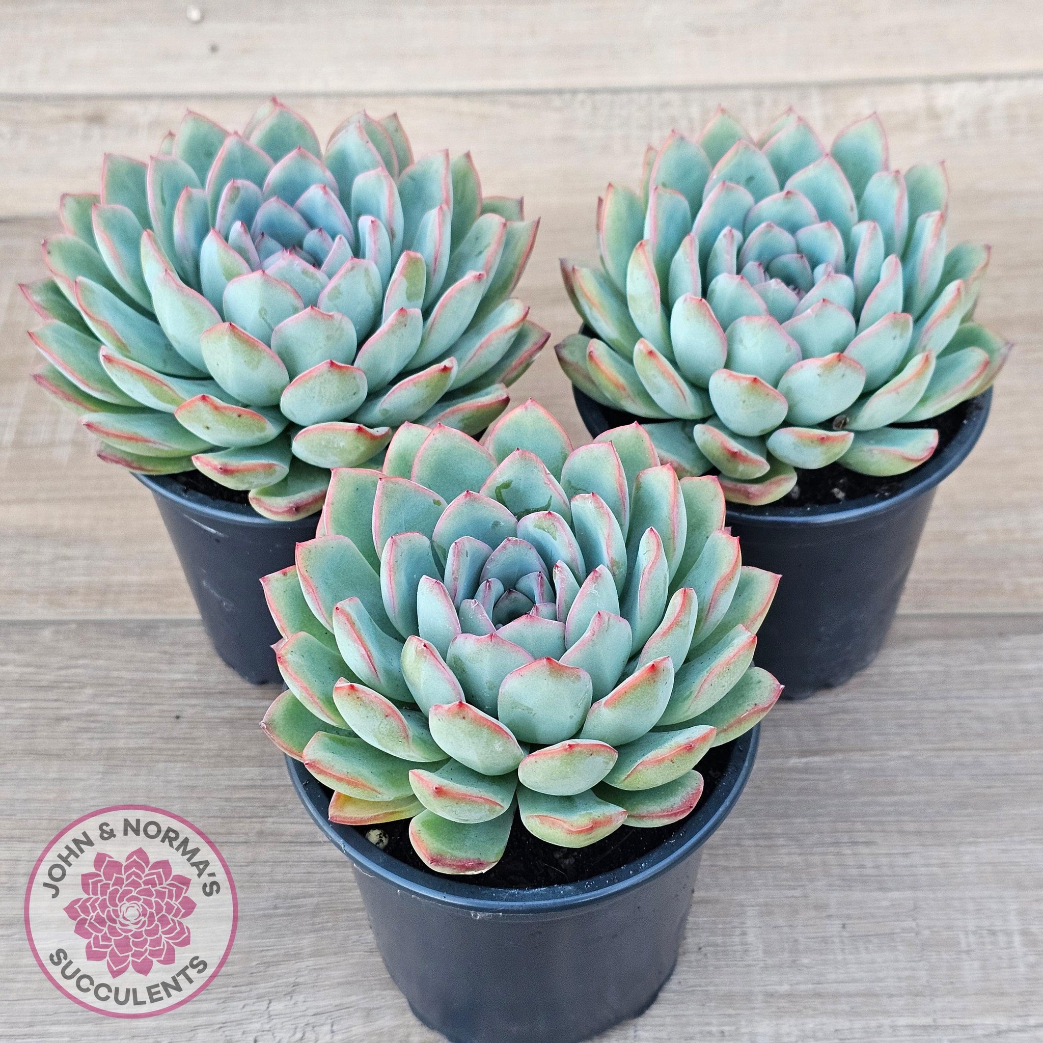 succulent with pink edged leaves Buy Echeveria 'Pink Edge' - 100mm Large Australia