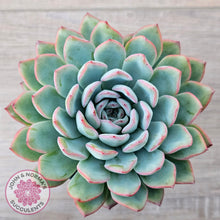 Load image into Gallery viewer, Echeveria &#39;Pink Edge&#39; - 100mm Large - John &amp; Norma&#39;s Succulents Australia
