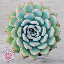 Load image into Gallery viewer, Echeveria &#39;Pink Edge&#39; - 100mm Large - John &amp; Norma&#39;s Succulents Australia
