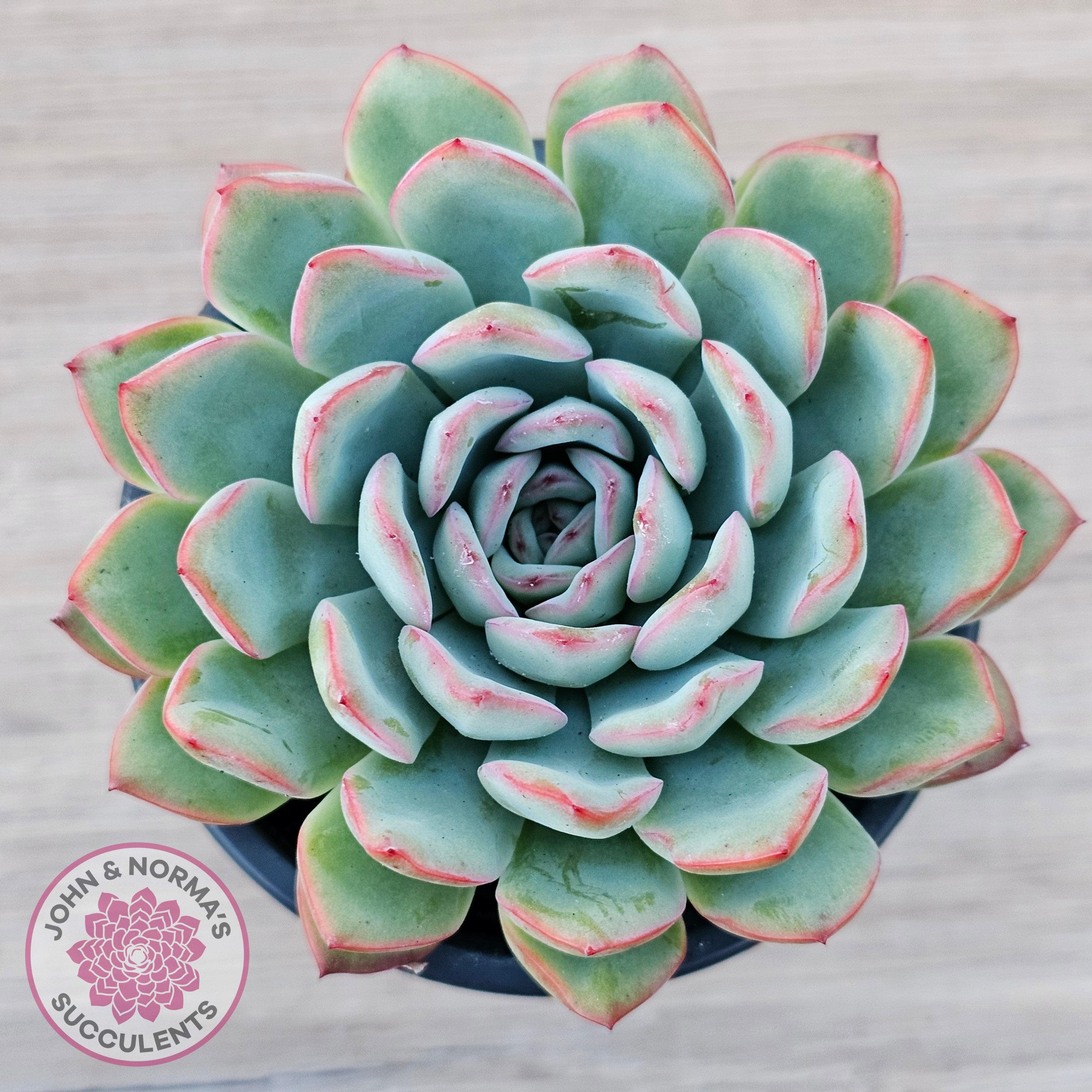Echeveria Pink Edge 100mm Large John Norma s Succulents John Echeveria Pink Edge 100mm Large John Norma s Succulents John