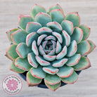 Echeveria 'Pink Edge' - 100mm Large
