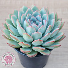 Load image into Gallery viewer, Echeveria &#39;Pink Edge&#39; - 100mm Large - John &amp; Norma&#39;s Succulents Australia
