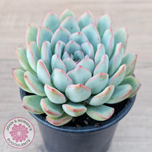 Load image into Gallery viewer, Echeveria &#39;Pink Edge&#39; - 100mm Large - John &amp; Norma&#39;s Succulents Australia
