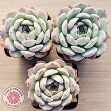 Load image into Gallery viewer, Echeveria 'Pink Glass'
