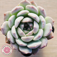 Load image into Gallery viewer, Echeveria 'Pink Glass'
