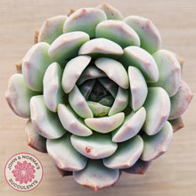 Load image into Gallery viewer, Echeveria 'Pink Glass'
