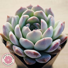 Load image into Gallery viewer, Echeveria 'Pink Glass'

