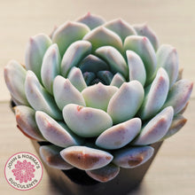 Load image into Gallery viewer, Echeveria 'Pink Glass'
