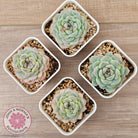 Echeveria 'Pink Ice Heart'