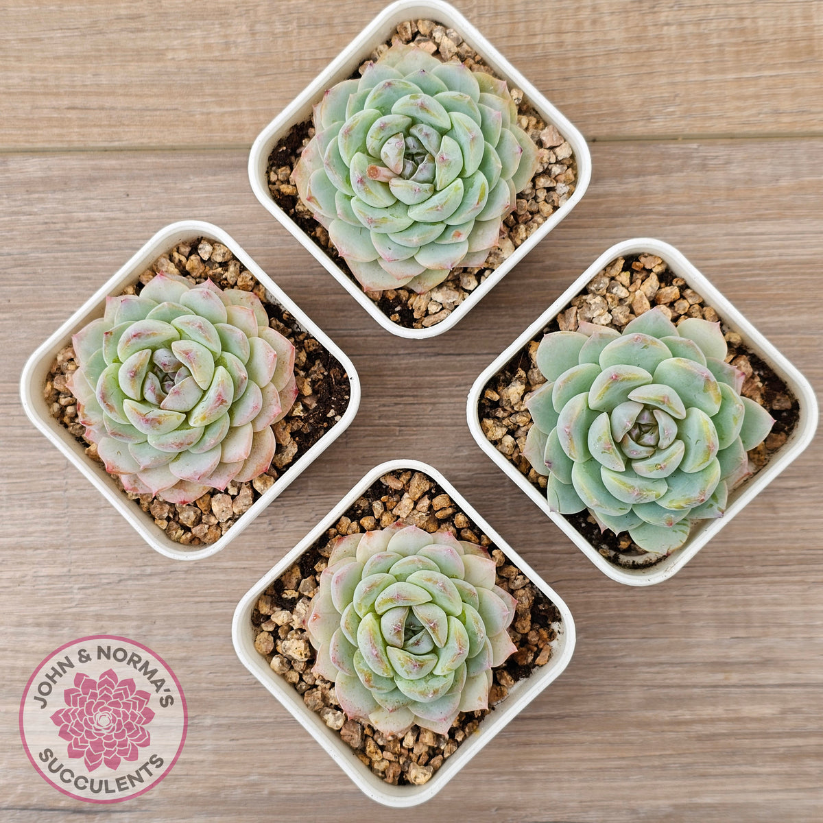 Echeveria 'Pink Ice Heart'