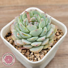 Echeveria 'Pink Ice Heart'
