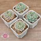 Echeveria 'Pink Ice Heart'