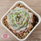 Echeveria 'Pink Ice Heart'