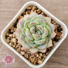 Echeveria 'Pink Ice Heart'