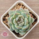 Echeveria 'Pink Ice Heart'