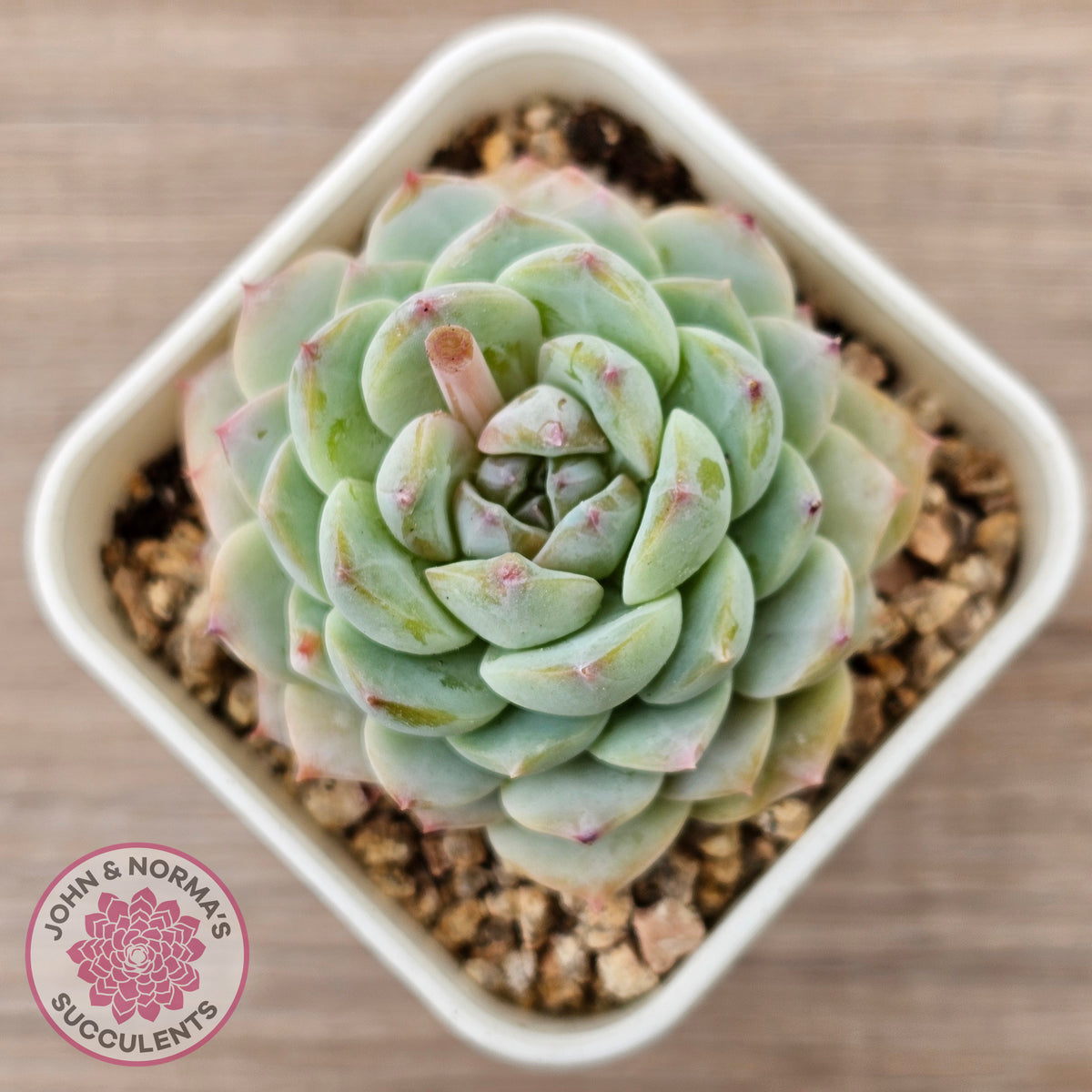 Echeveria 'Pink Ice Heart'