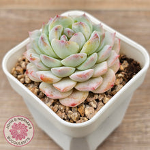 Load image into Gallery viewer, Echeveria &#39;Pink Ice Heart&#39;
