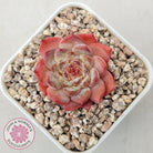 Echeveria 'Pink Ice Heart'