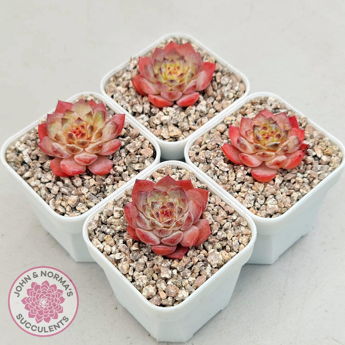 Echeveria 'Pink Ice Heart'