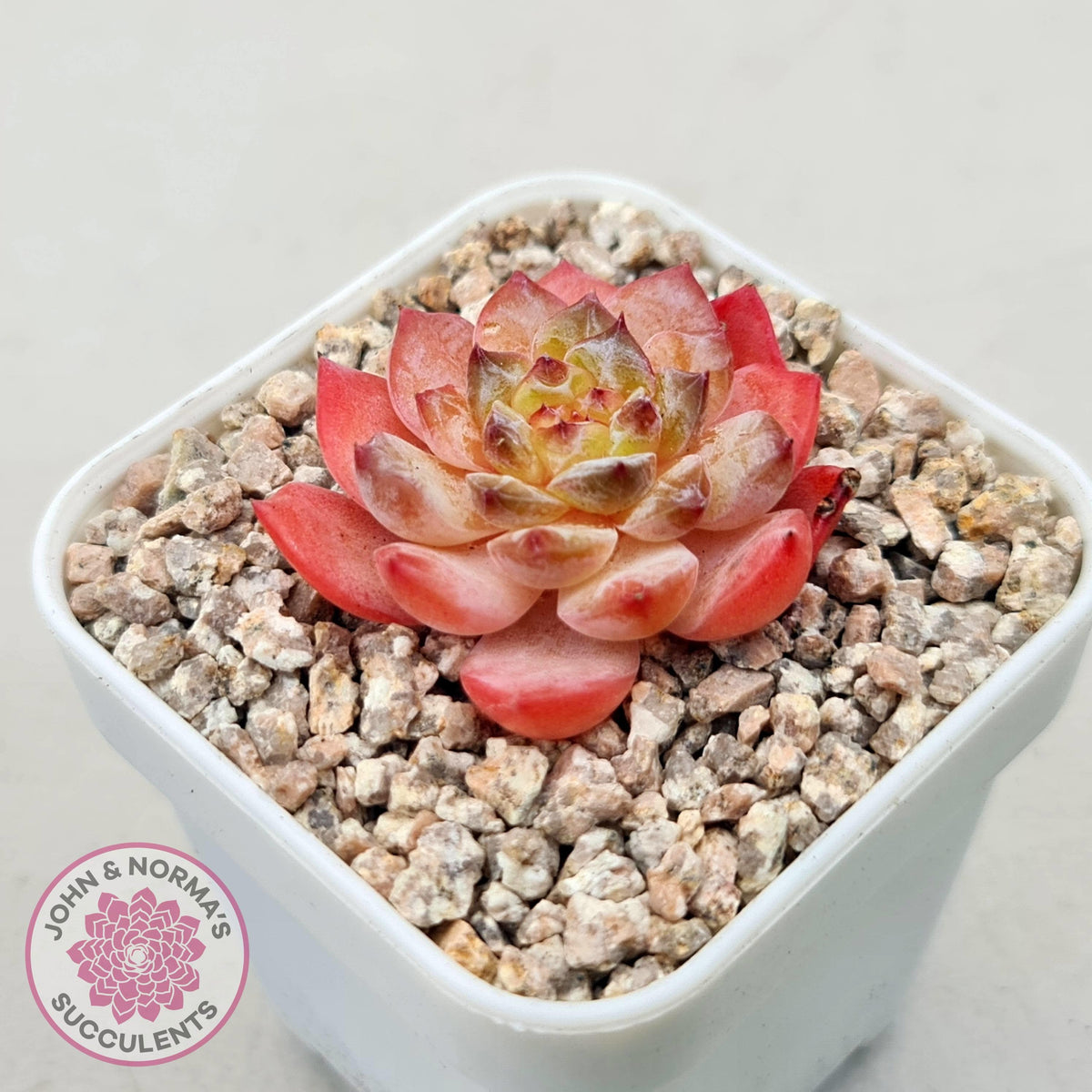 Echeveria 'Pink Ice Heart'