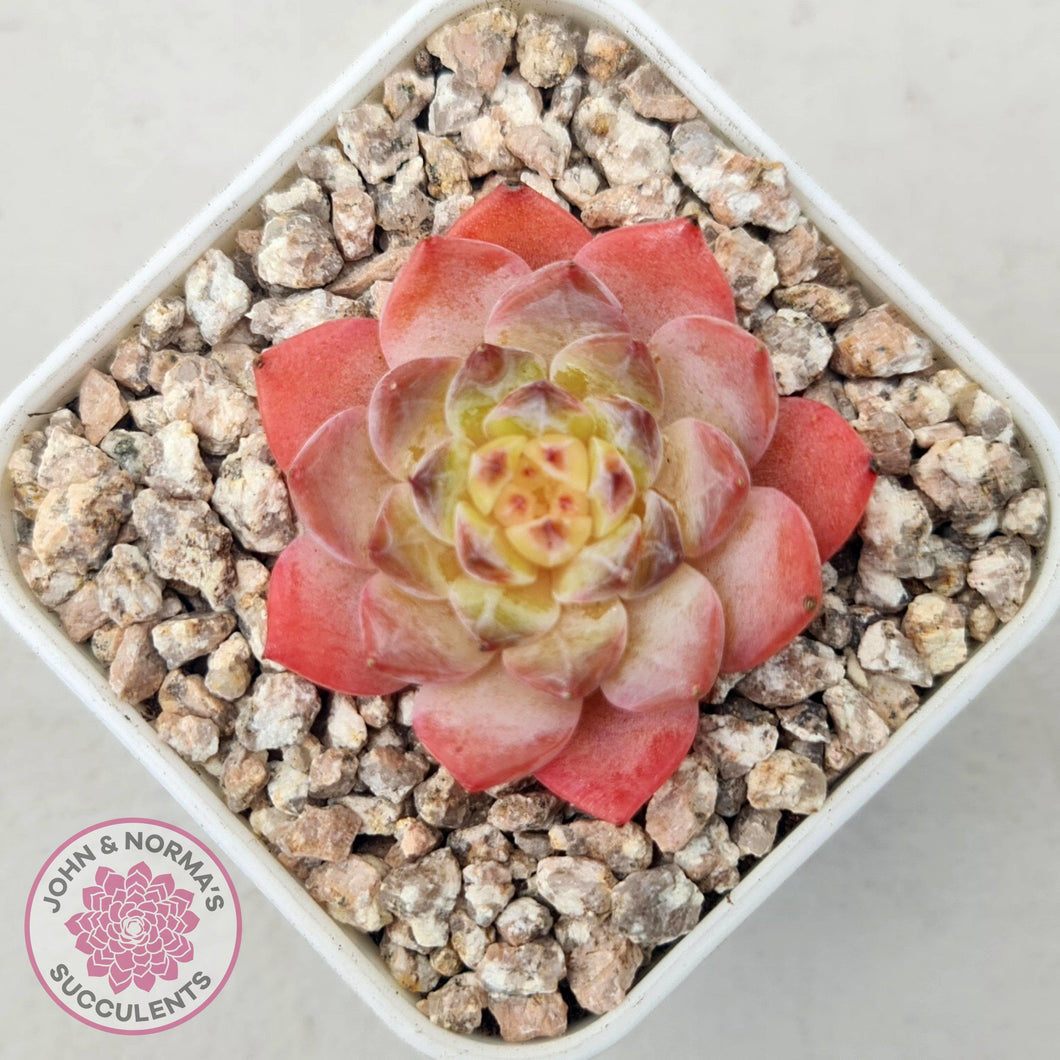 Echeveria 'Pink Ice Heart' - John & Norma's Succulents Australia