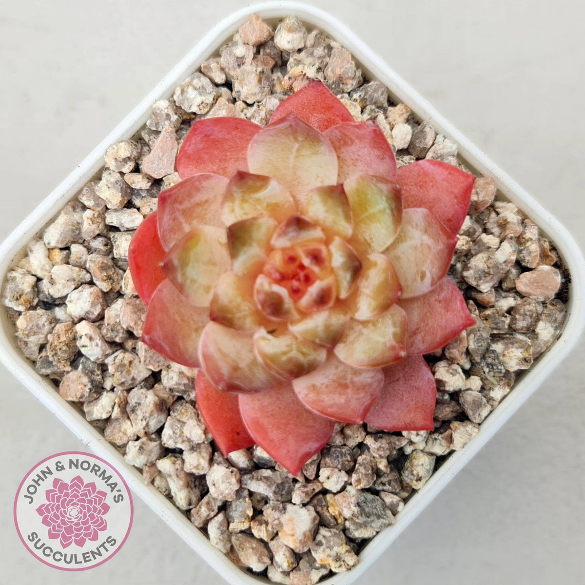 Echeveria 'Pink Ice Heart'