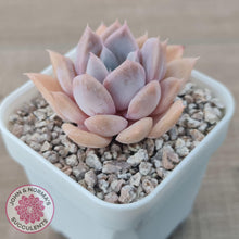 Load image into Gallery viewer, Echeveria &#39;Pink Ice&#39; - John &amp; Norma&#39;s Succulents Australia
