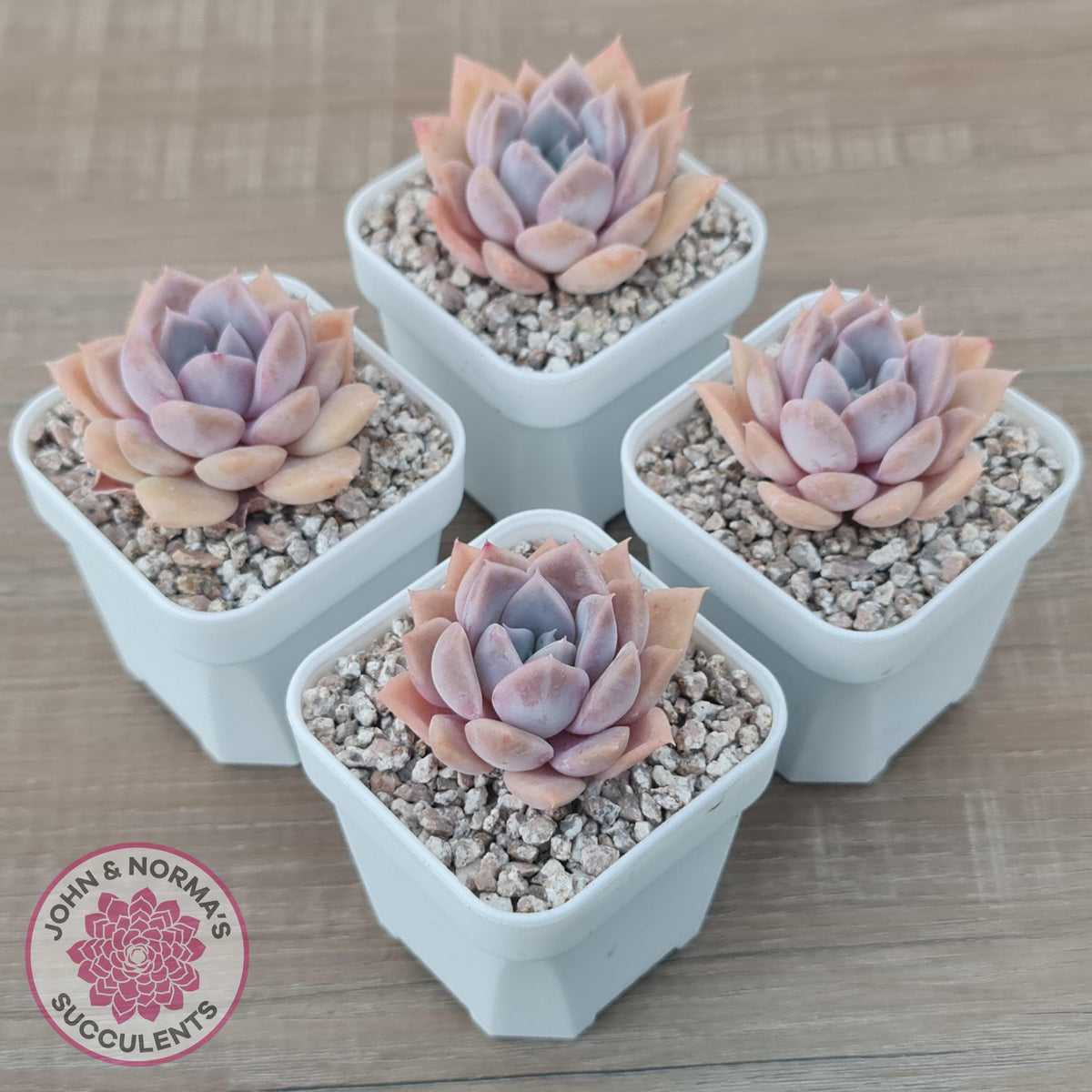Echeveria 'Pink Ice'