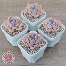 Load image into Gallery viewer, Echeveria &#39;Pink Ice&#39; - John &amp; Norma&#39;s Succulents Australia
