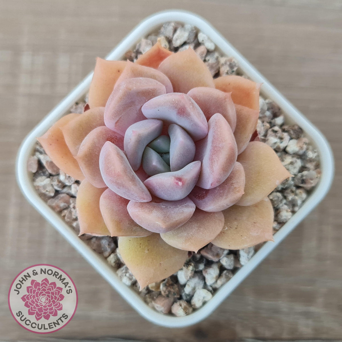 Echeveria 'Pink Ice'