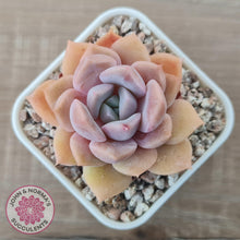 Load image into Gallery viewer, Echeveria &#39;Pink Ice&#39; - John &amp; Norma&#39;s Succulents Australia
